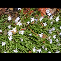 Ipheion uniflorum (fam. Alliacees) (Amerique du sud) (1)